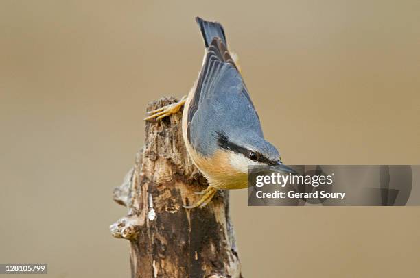 nuthatch (sitta europaea), sittidae, ile de france, france - picchio muratore europeo foto e immagini stock