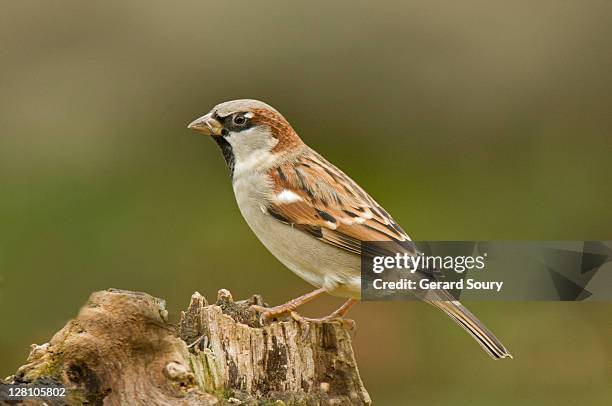 house sparrow (passer domesticus) adult male, ile de france, france - mus stockfoto's en -beelden