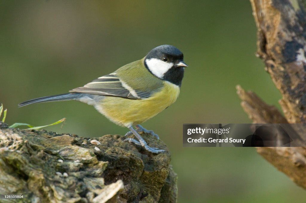 Great Tit (Parus major) adult male, Ile de France, France