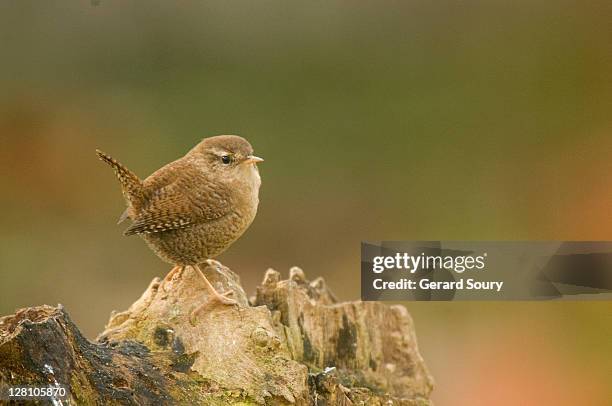 wren (troglodytes troglodytes), troglodytidae, ile de france, france - wren stock pictures, royalty-free photos & images