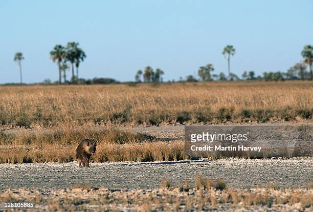 brown hyaena on salt pans. hyaena brunnea. makgadikgadi pans. botswana. - nocturnals stock pictures, royalty-free photos & images