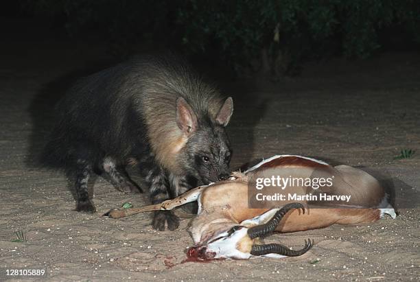 brown hyaena, hyaena brunnea, feeding on dead springbok. west coast. namibia. - nocturnals stock pictures, royalty-free photos & images