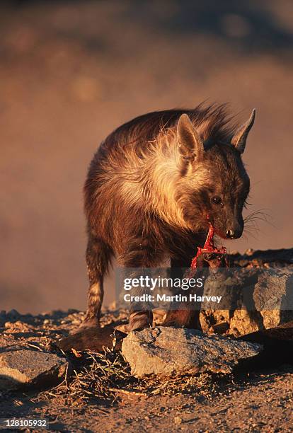 brown hyaena, hyaena brunnea, feeding on dead fur seal. west coast. namibia. - nocturnals stock pictures, royalty-free photos & images
