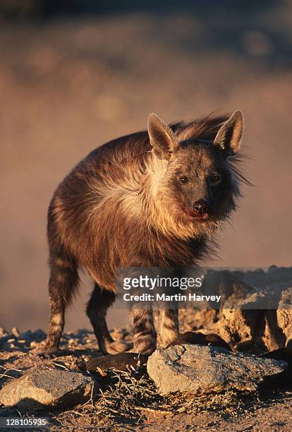 brown hyaena, hyaena brunnea. secretive predator and scavenger of the arid areas of southern africa. west coast. namibia - nocturnals stock pictures, royalty-free photos & images