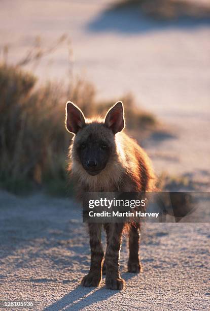 brown hyaena on salt pans. hyaena brunnea. makgadikgadi pans. botswana. - nocturnals stock pictures, royalty-free photos & images