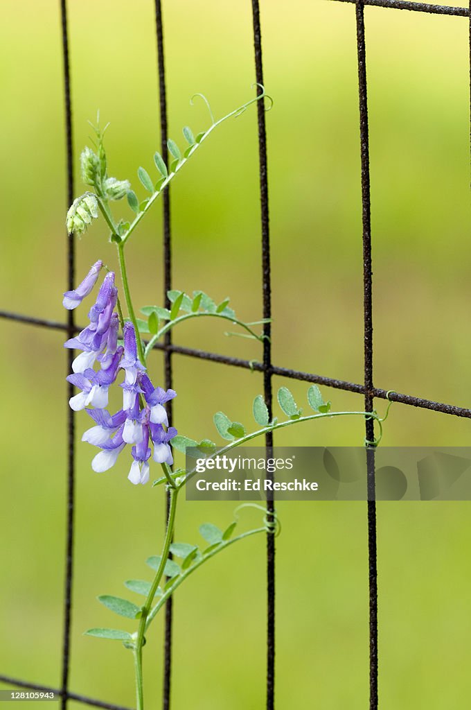 American Vetch tendrils climbing a fence, Thigmotropism, Vicia americana. Tendrils are modified leaves that wrap around objects. Michigan