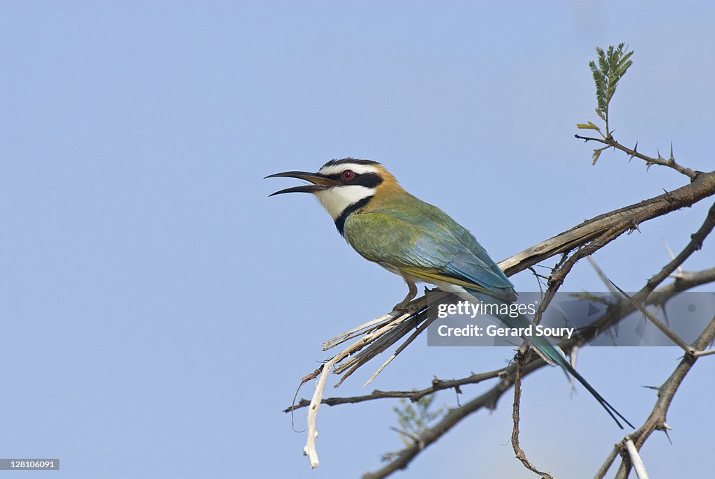 White-throated Bee-eater (Merops albicollis), Samburu National Park, Kenya