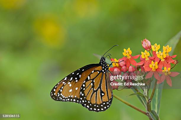 queen butterfly, danaus gilippus berenice, nectaring on bloodflower, fort myers, florida, usa. distasteful to predators. mullerian mimicry. - 4p4r4j stock pictures, royalty-free photos & images