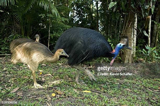 female southern or double-wattled cassowary, casuarius casuarius, with 7-8 month chick. wild. atherton tablelands, queensland, australia - cassowary stock pictures, royalty-free photos & images