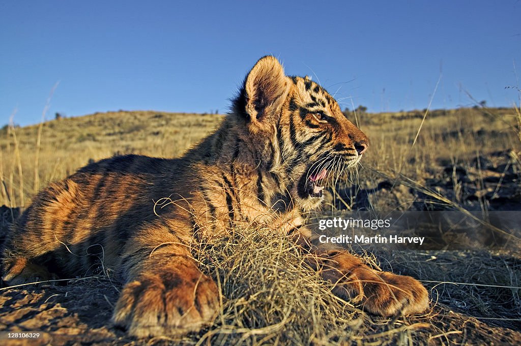 Two month old Tiger cub, Panthera tigris. Photographed in South Africa. Dist. Asia but extinct in much of its range.