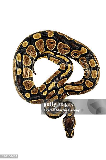 African Python Photos and Premium High Res Pictures - Getty Images