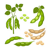 Set of Soy bean plant with ripe pods and  green leaves, whole and half green and dry brown  pods, soy seeds  isolated on white background.