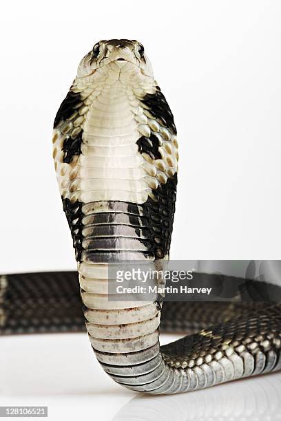 chinese cobra (naja atra) asiatic cobra that inhabits grasslands and lightly wooded areas. rearing up to show hooded threat display. dist. southeast asia. studio shot against white background. - cobra stock pictures, royalty-free photos & images