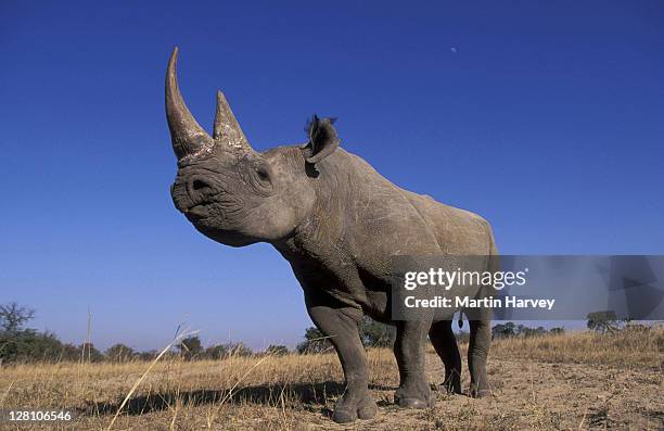 black rhinoceros. diceros bicronis. endangered species. sub-saharan africa. - rinoceronte imagens e fotografias de stock