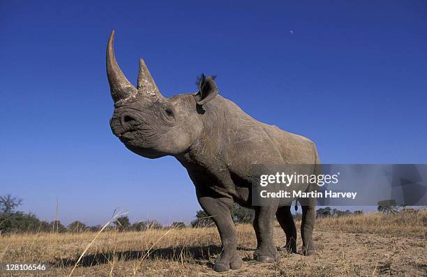black rhinoceros. diceros bicronis. endangered species. sub-saharan africa. - rhinoceros bildbanksfoton och bilder