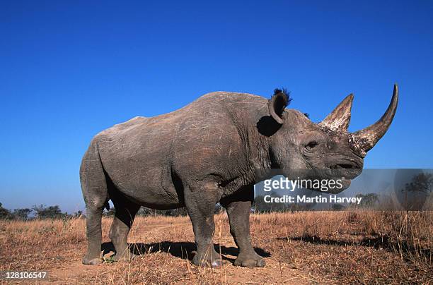 black rhinoceros. diceros bicornis. full body view. endangered species. africa. - animals with big lips stock pictures, royalty-free photos & images