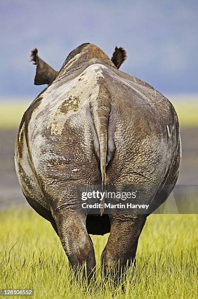 black rhinoceros, diceros bicornis. backside of adult bull. lake nakuru national park, kenya. dist. localized: southern, eastern & central west africa - rhinoceros stock-fotos und bilder