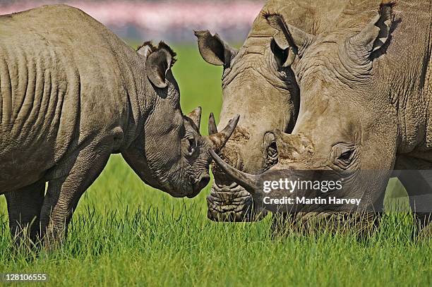 white and black rhino together. (ceratotherium simum & diceros bicornis) lake nakuru national park, kenya. dist. localized: southern and east africa. (black rhino on left) - one animal stock pictures, royalty-free photos & images