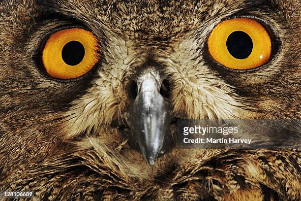 eurasian eagle owl. (bubo bubo). in studio. distribution: north africa, europe, asia, middle east - buboes stock pictures, royalty-free photos & images