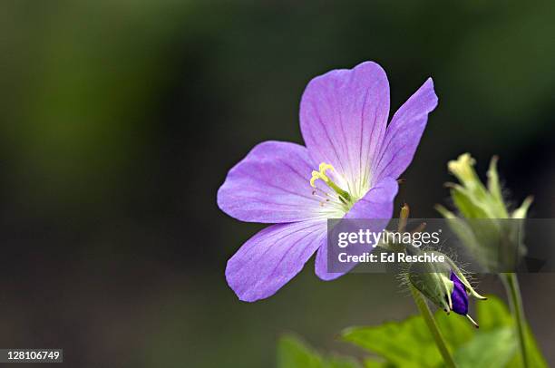 wild geranium, geranium maculatum, great smoky mountains national park, tennessee, usa. showy common woodland plant found hroughout most of eastern united states - east tennessee stock pictures, royalty-free photos & images