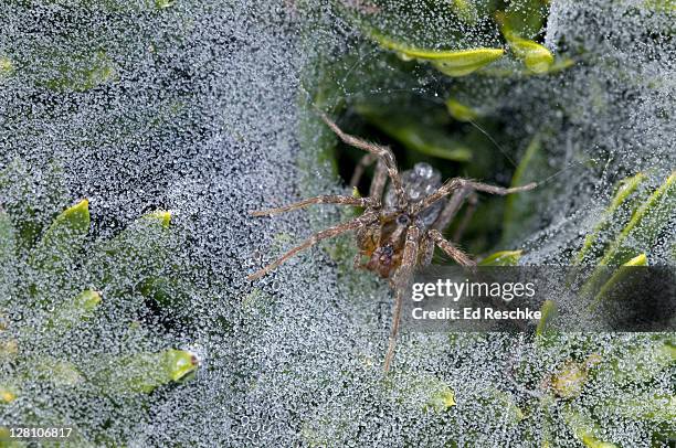 funnel weaver or grass spider, agelenopsis spp., branson, missouri, usa. seen most easily in late summer when morning dew makes their webs in lawn conspicuous. throughout north america. web a horizontal sheet with a funnel. - branson missouri stock pictures, royalty-free photos & images