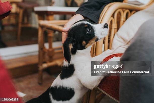 young puppy jumps up and puts his paws on furniture to seek attention - dog indoors stock pictures, royalty-free photos & images