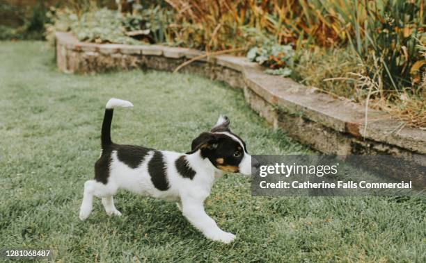 young puppy happily walking over grass - flea collar stock pictures, royalty-free photos & images