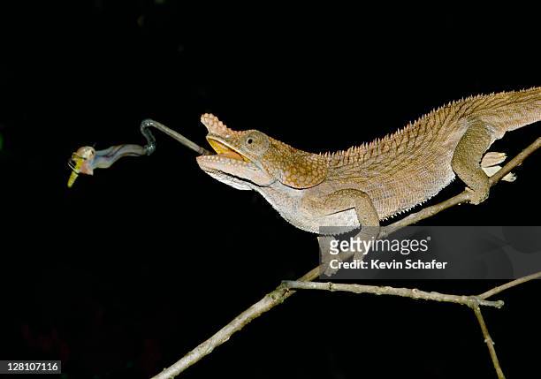 short-horned chameleon (furcifer brevicornis), catching insect prey with tongue. andasibe-mantadia national park, perinet reserve, madagascar - chameleon tongue stock pictures, royalty-free photos & images