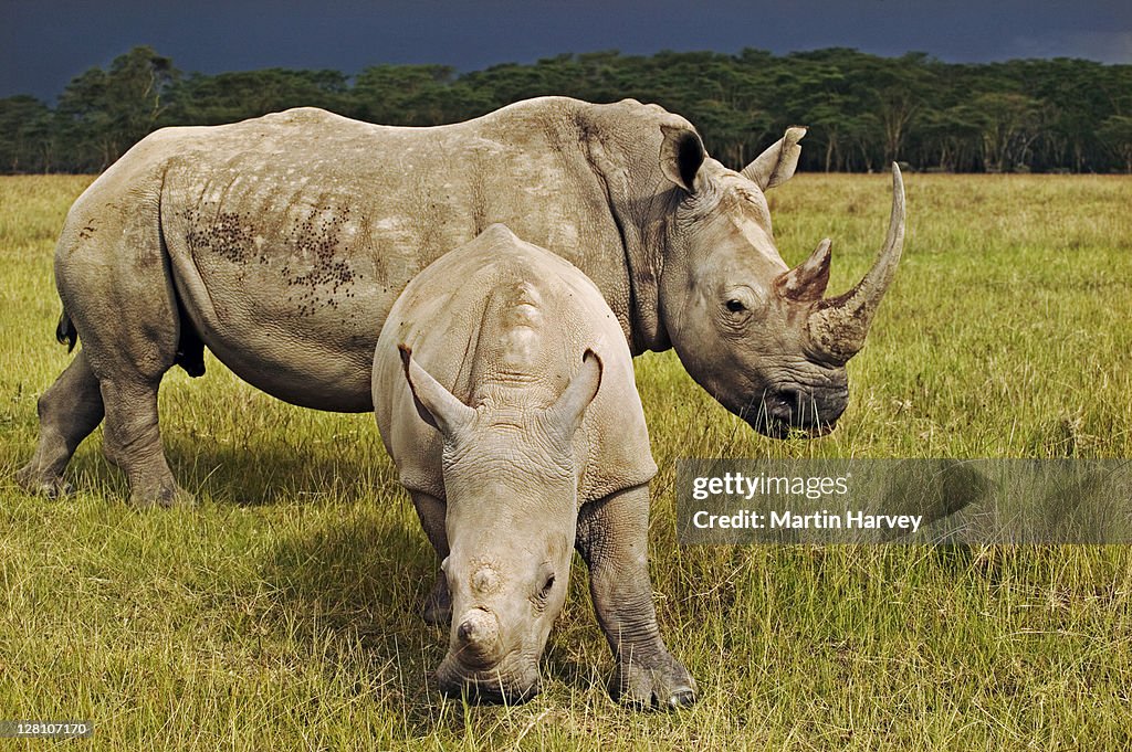 Female White Rhino, Ceratotherium simum, with calf. Lake Nakuru National Park Kenya. Dist. Localised: Southern and East Africa