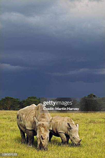 female white rhino, ceratotherium simum, with calf and storm clouds in the background. lake nakuru national park kenya. dist. localised: southern and east africa - cria de rinoceronte - fotografias e filmes do acervo