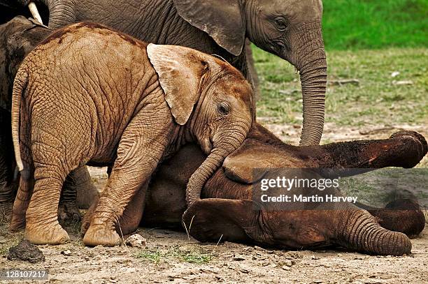 african elephants, loxodonta africana. calves lie down to sleep while others attempt to play with sleeping individual. amboseli national park kenya. dist. sub-saharan africa - baby elephant stock pictures, royalty-free photos & images