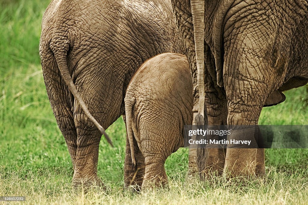 African Elephant calf, Loxodonta africana, with adults. Amboseli National Park Kenya. Dist. Sub-saharan Africa