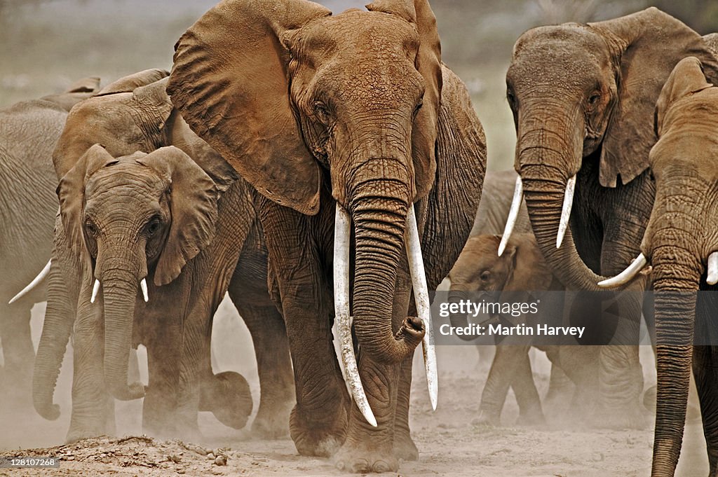African Elephants, Loxodonta africana. Female elephant with exceptionally long tusks. Amboseli National Park, Kenya. Dist. Sub-saharan Africa