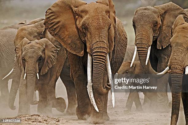 african elephants, loxodonta africana. female elephant with exceptionally long tusks. amboseli national park, kenya. dist. sub-saharan africa - tusk ストックフォトと画像