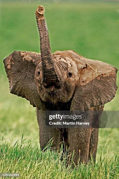 african elephant calf, loxodonta africana, using trunk to smell. amboseli national park kenya. dist. sub-saharan africa - animal trunk stock pictures, royalty-free photos & images