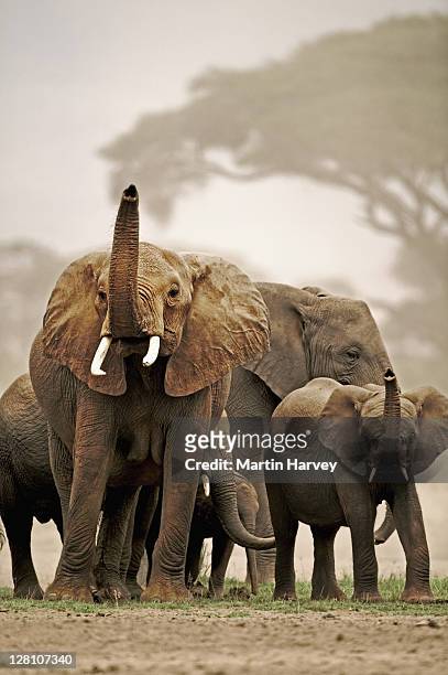 african elephant herd, loxodonta africana, with trunks raised to smell for danger. amboseli national park kenya. dist. sub-saharan africa - ゾウの鼻 ストックフォトと画像