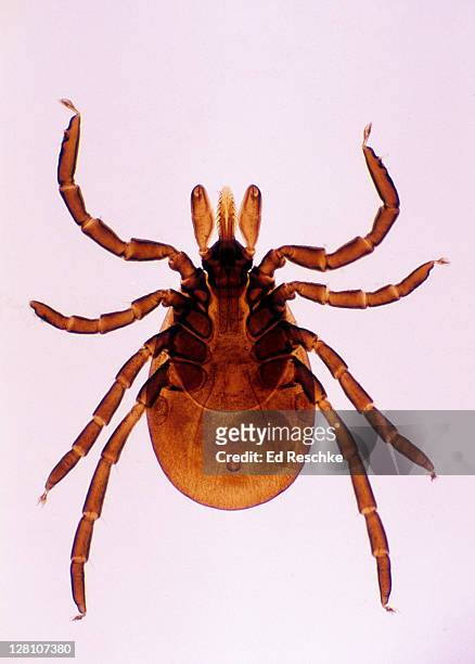 deer tick, adult female. ixodes dammini. lyme disease, 5x at 35mm. the head has a piercing organ called the hypostome. the nymph stage is the most likely stage to infect humans. - borrelia 個照片及圖片檔