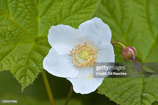 Thimbleberry Rubus Parviflorus Has A Bright Red Fruit That Looks Like A ...