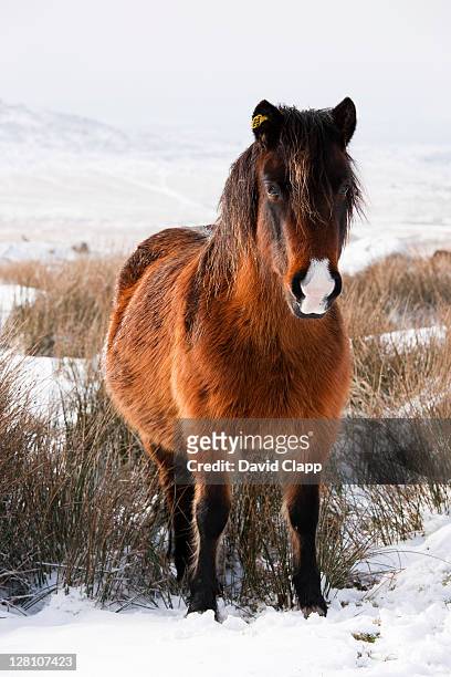 shetland pony (equus caballus) looking for food after heavy snow fall on dartmoor, devon, england, uk, february 2009 - shetland pony stock pictures, royalty-free photos & images