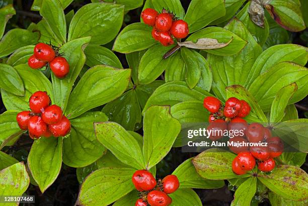 bunchberry, cornus canadensis. alaska. usa - bunchberry cornus canadensis stock pictures, royalty-free photos & images