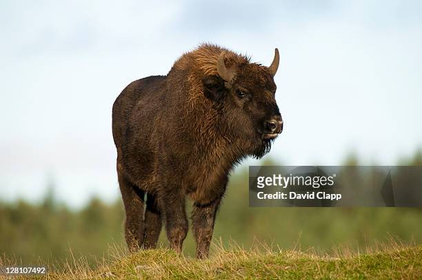 european bison (bison bonasus) female in strong wind, highland wildlife park, aviemore, scotland, uk - bison stock pictures, royalty-free photos & images