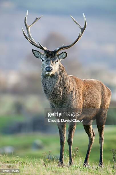 red deer (cervus elaphus) stag on scottish moorland, uk - deer stock pictures, royalty-free photos & images