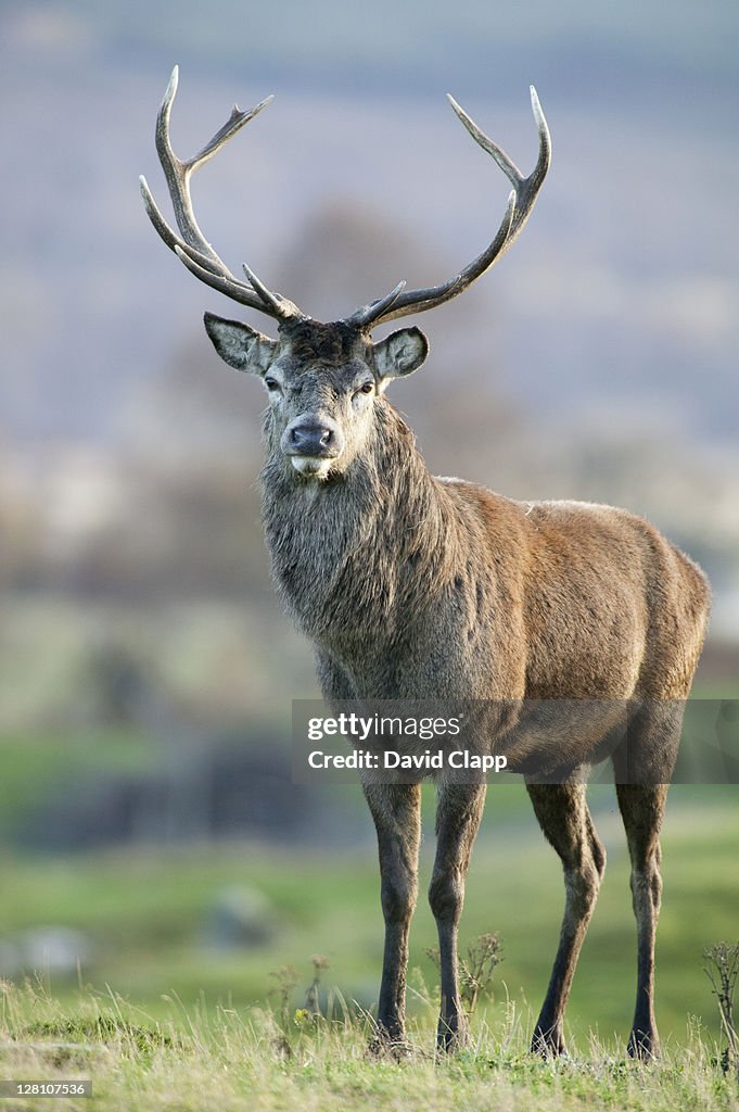 Red deer (Cervus elaphus) stag on Scottish moorland, UK