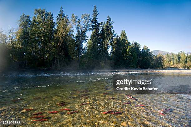 sockeye salmon run, adams river, brititsh columbia canada - animals in the wild stock pictures, royalty-free photos & images