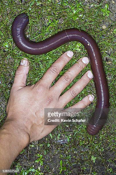 giant earthworm, highlands ecuador - lombric photos et images de collection
