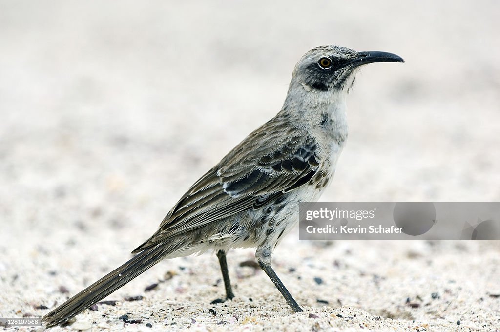 Hood Mockingbird, Nesomimus macdonaldi. Isla Española (Hood Island), Galapagos. Endangered