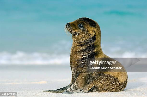 galapagos sea lion pup, zalophus wollebaeki. hood island. galapagos - zalophus californianus imagens e fotografias de stock
