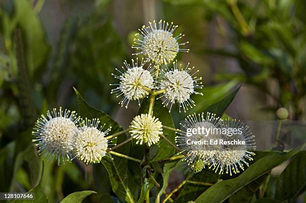 button bush, cephalanthus occidentalis. flowers tiny, white, in fuzzy, pin-cushion-like heads. swamps, lakes, ponds. everglades n.p., florida. - buttonbush stock pictures, royalty-free photos & images