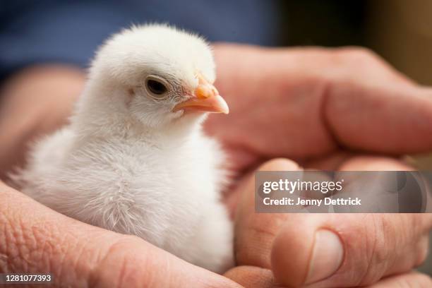 baby chick - young bird stock pictures, royalty-free photos & images