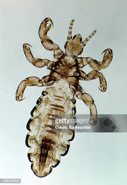 head louse of man (pediculus humanus capitis) 10x at 35mm. lives in the fine hair of the head. appendages are adapted for grasping. blood sucking insects without wings. - pediculosis capitis stock pictures, royalty-free photos & images